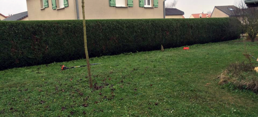 Taille de haies chez un particulier Marchitti